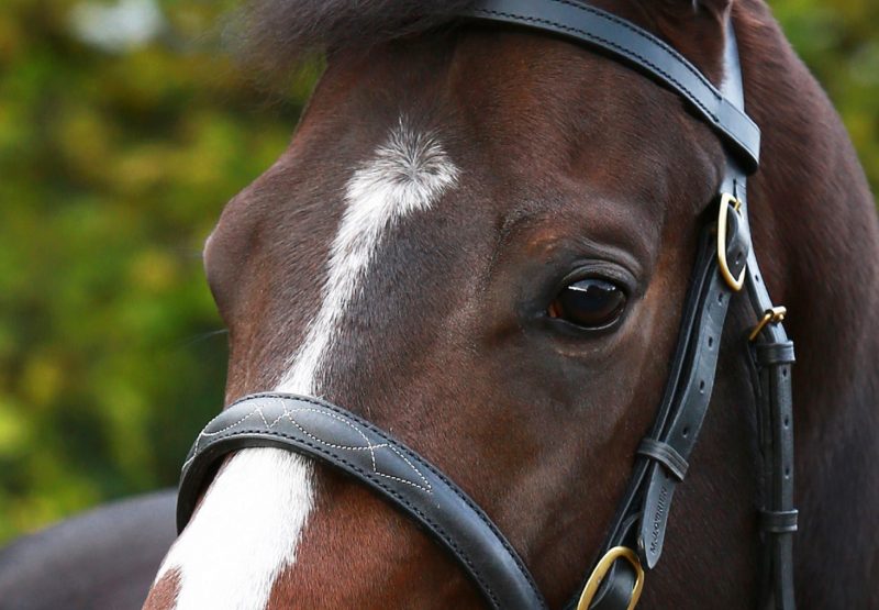 Requinto Close Up