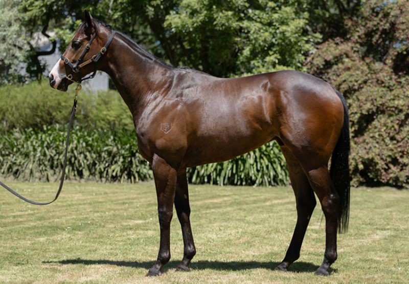 Smb X Pride Rock Nz Rtr