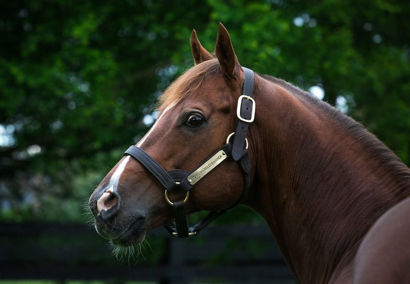 Starspangledbanner Head Shot