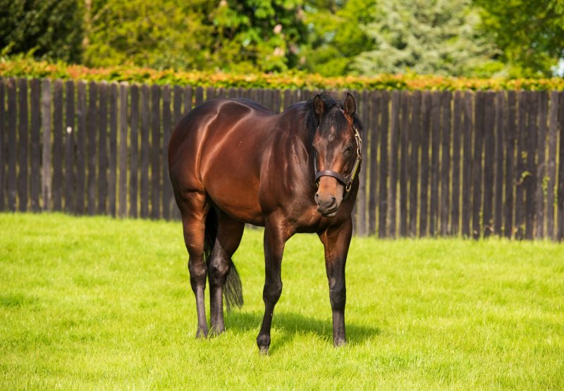 Ten Sovereigns Paddock