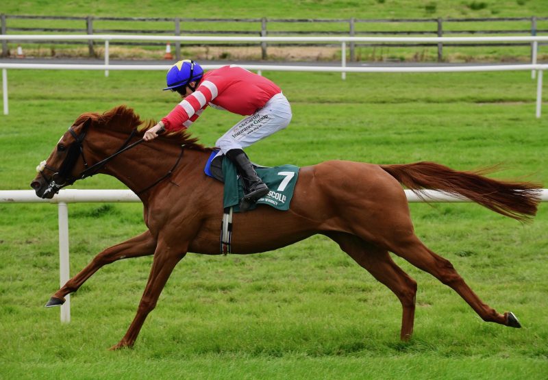 The Ginger Wizard (Calyx) Wins At Tramore