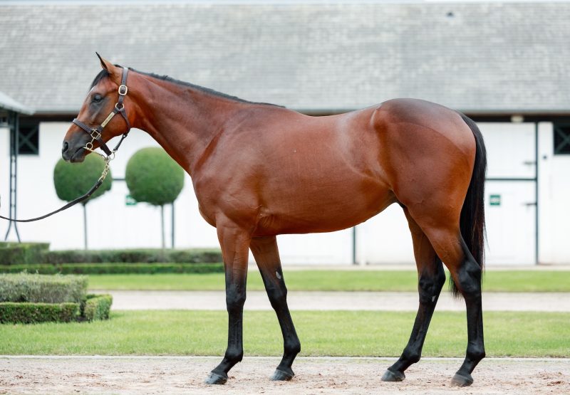 The Walk In The Park Colt Out Of Statuaire