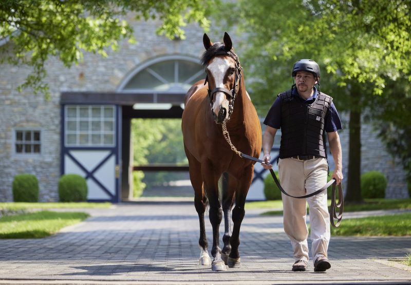 Tiz The Law At Stables