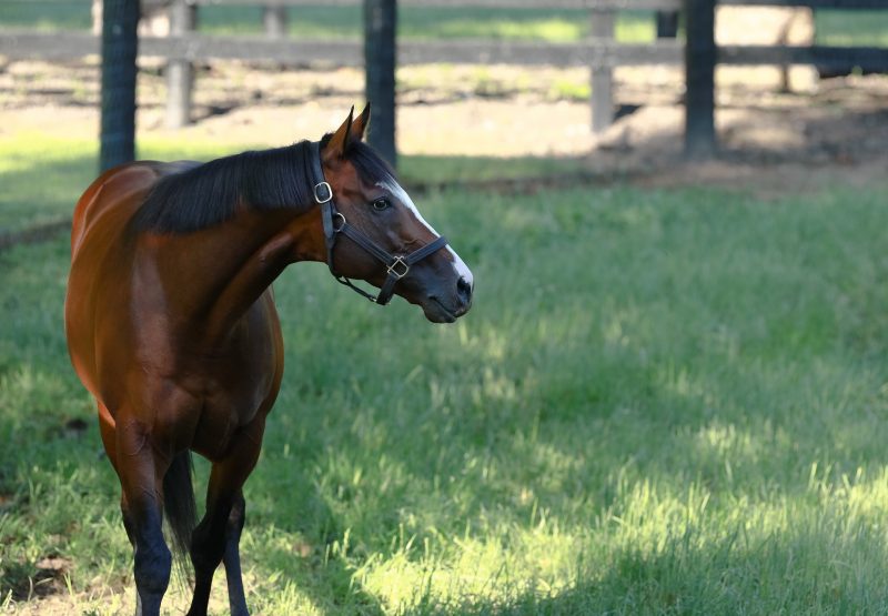 Tiz The Law Paddock 09