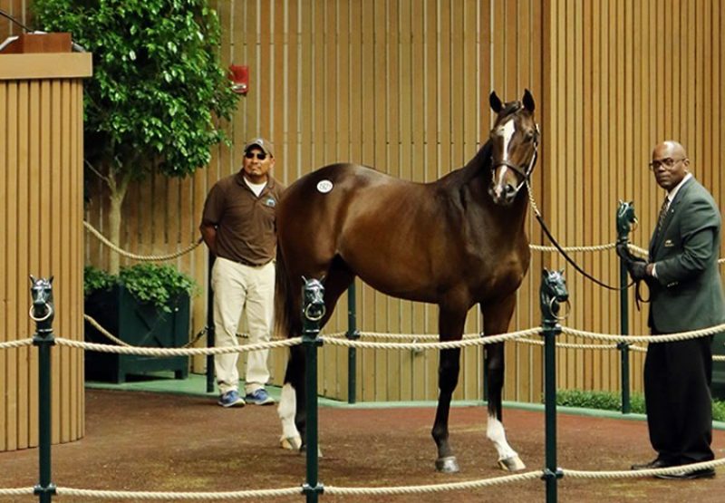 Verrazanocolt 750