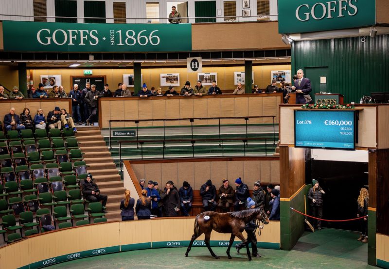 Walk In The Park Colt Ex Holy Virgin Sells For €160000