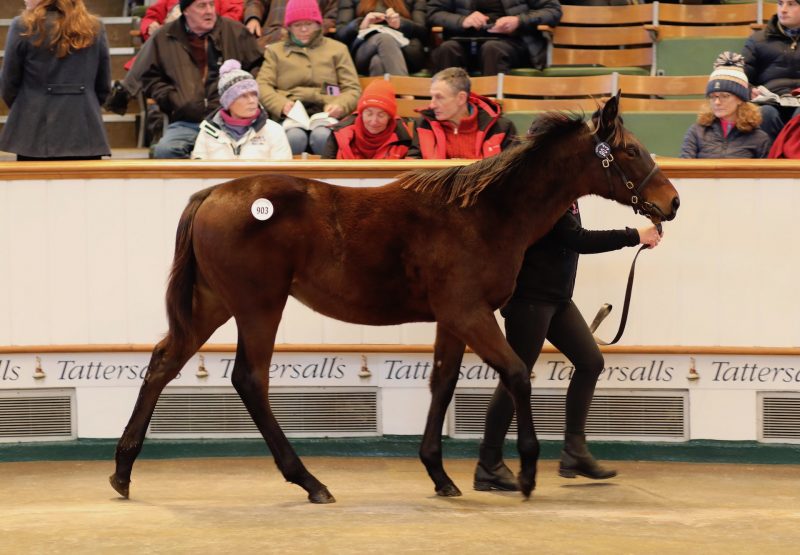 Wootton Bassett Colt Ex Poets Vanity sells for 425,000gns
