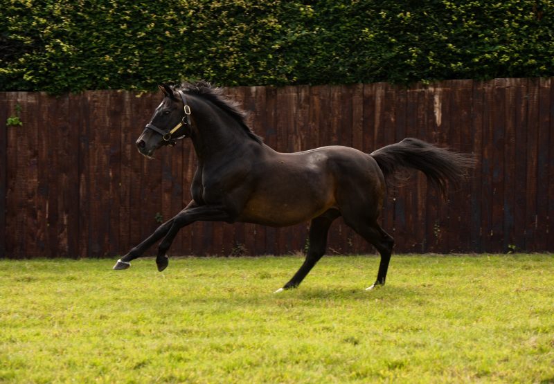 Yeats paddock