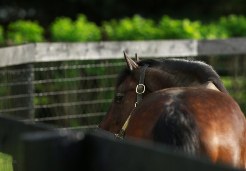 Fusaichi Pegasus paddock shot