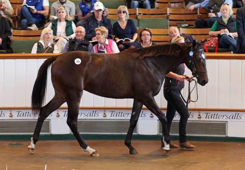 Galileo ex Wannabe Better yearling filly selling for 3.4 million guineas