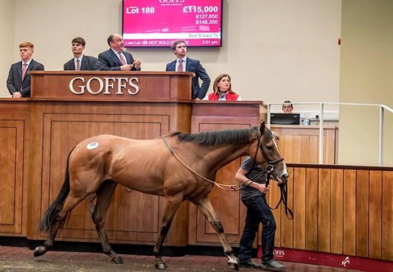 Hasanoanda (Champs Elysees) selling for £115,000 at the Goffs UK August Sale in Doncaster
