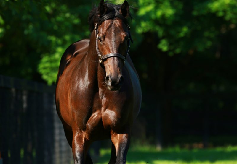 Uncle Mo paddock shot