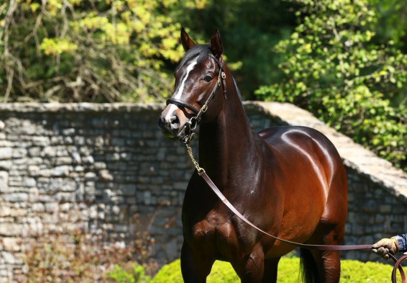 Verrazano head shot
