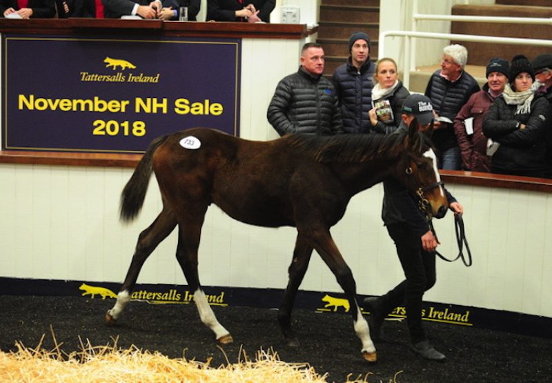 Walk In The Park ex Milly's Gesture colt foal selling for €80,000 at Tattersalls Ireland