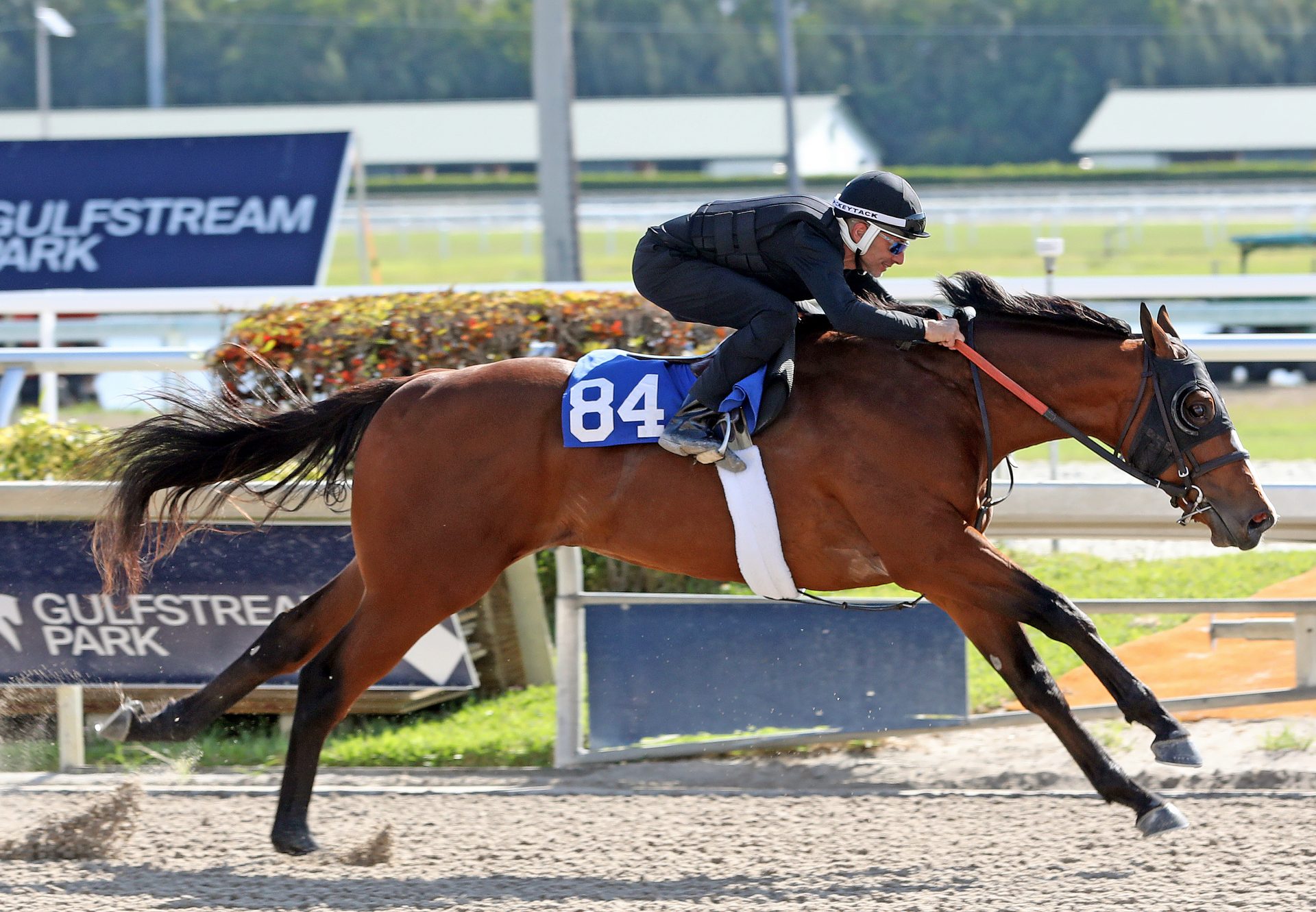 Justify X Appealing Zophie 2YO breezing at Gulfstream