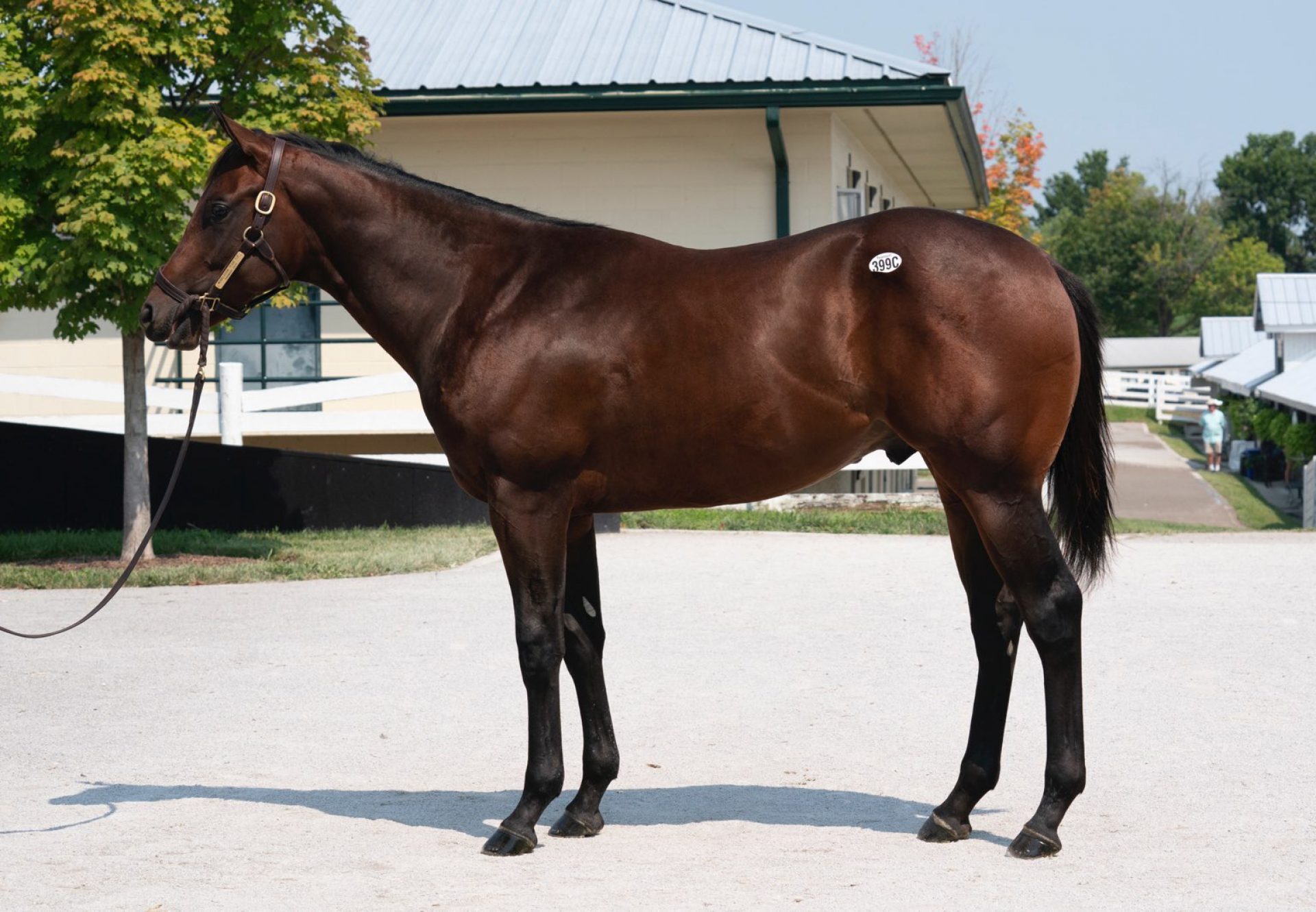 Mendelssohn X Tessie Flip yearling colt