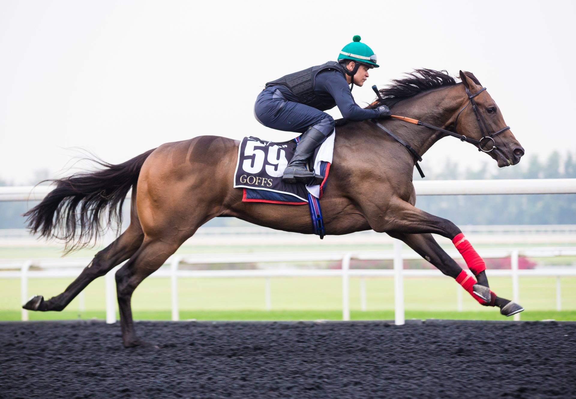 Mo Townx Tizza Trick 2YO colt breezing at the Dubai Breeze-Up Sale