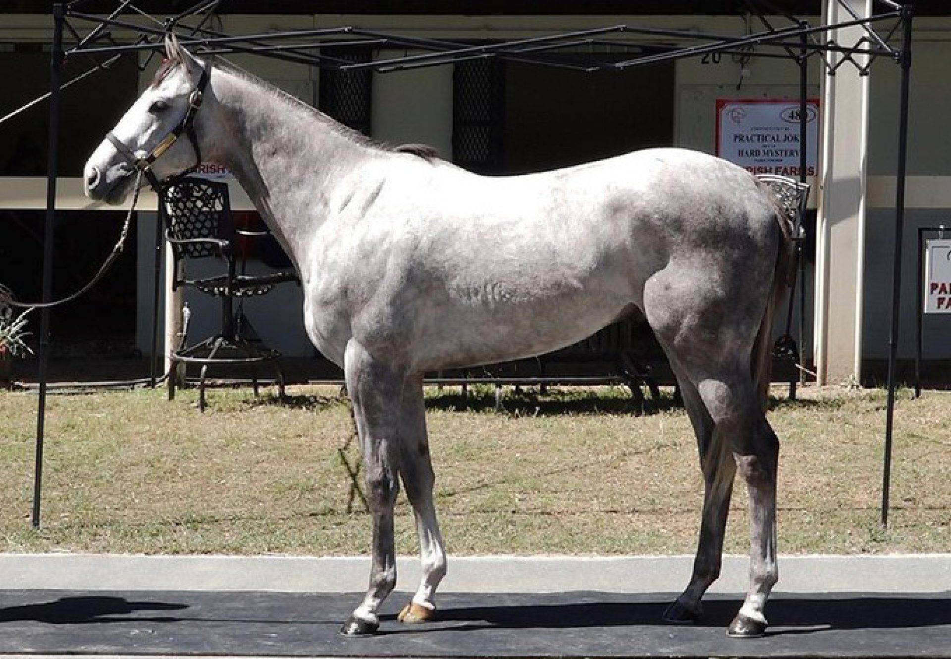 Justify X Dancinginherdreams 2YO colt