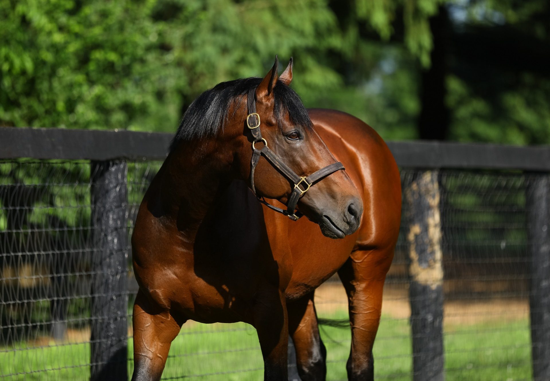 American Pharoah paddock