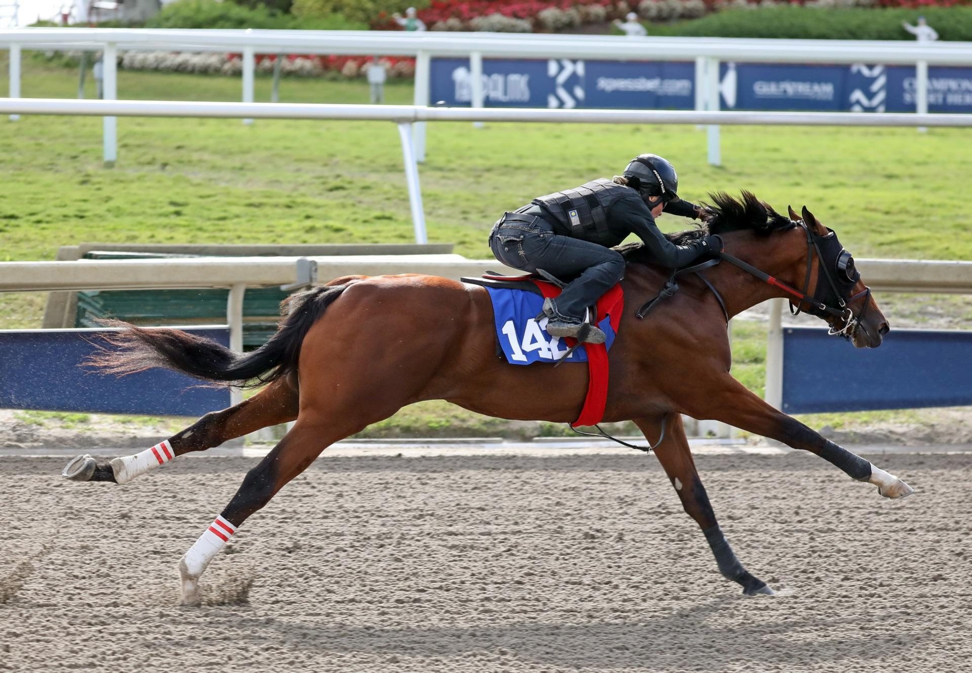 American Pharoah Hip 142