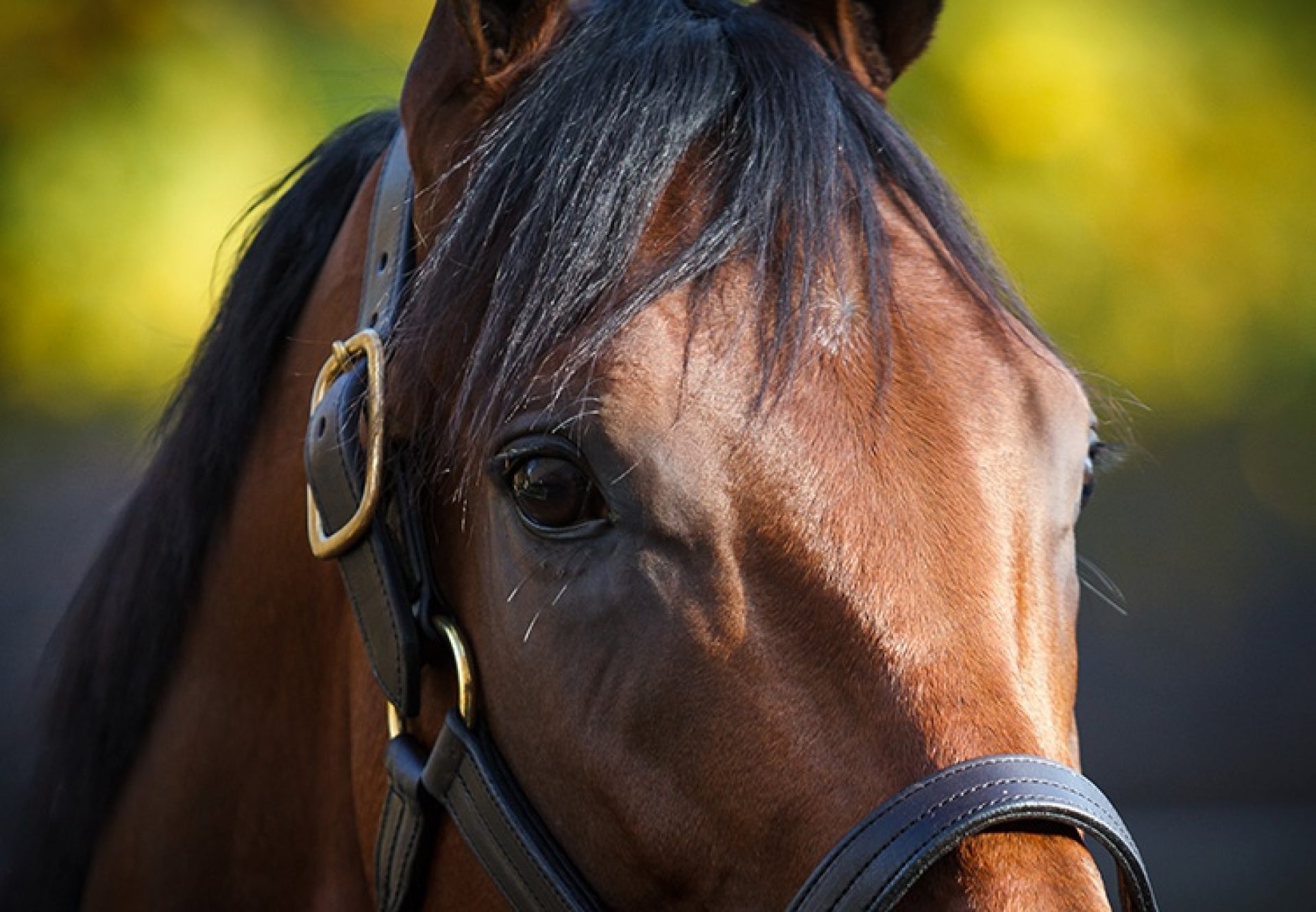 American Pharoah head shot