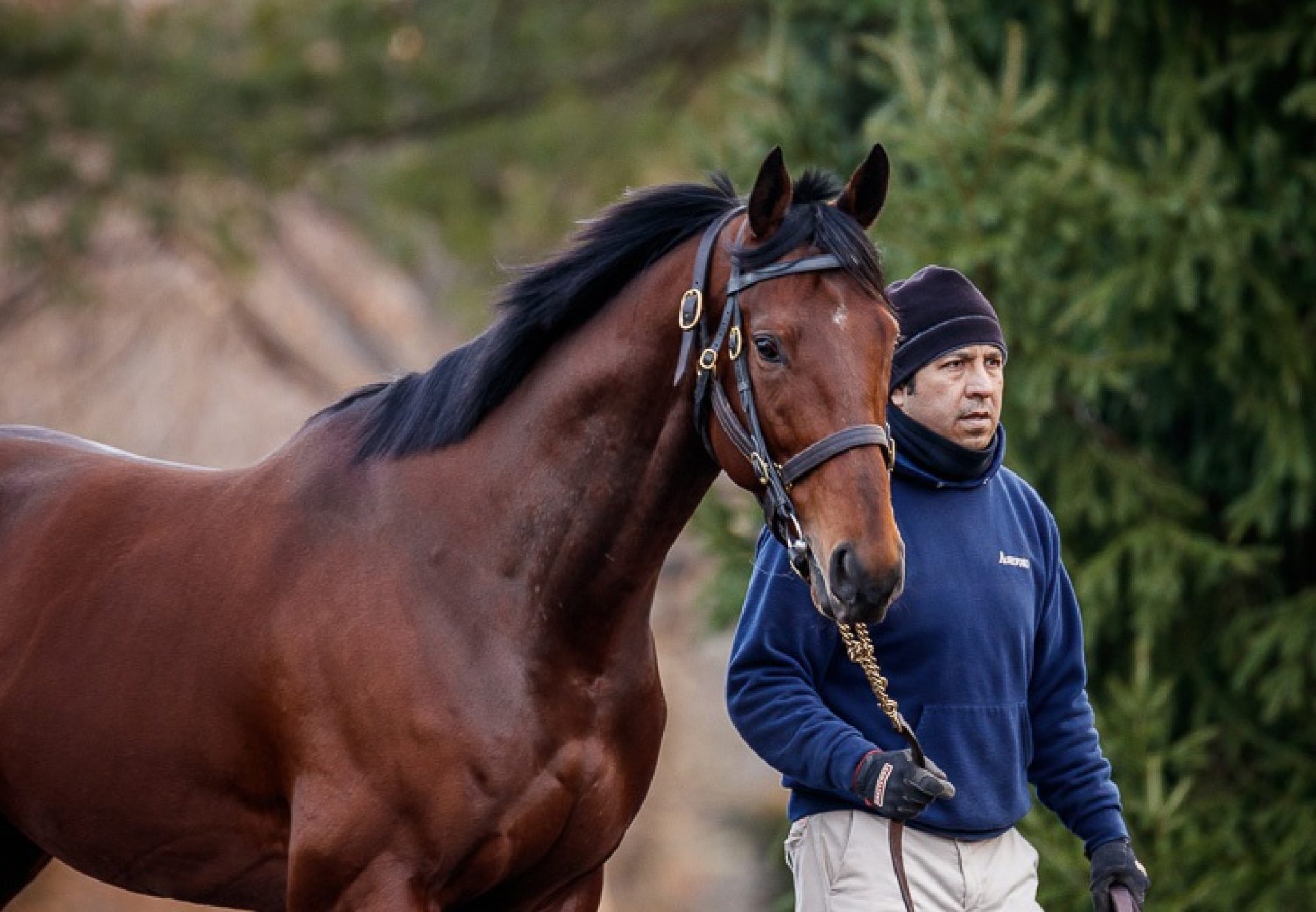 American Pharoah being led