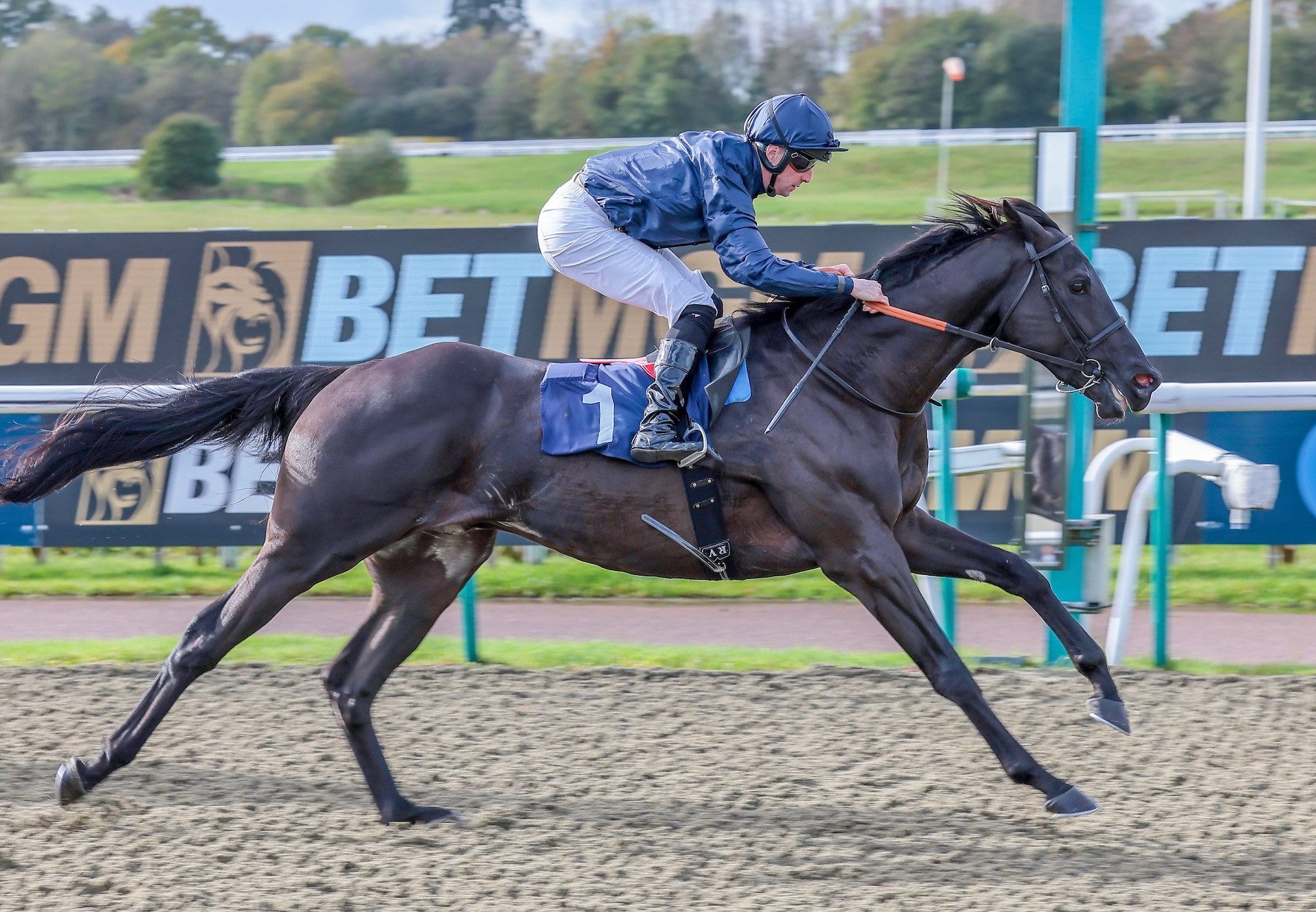 Accumulate (Calyx) Gains His Second Win at Lingfield