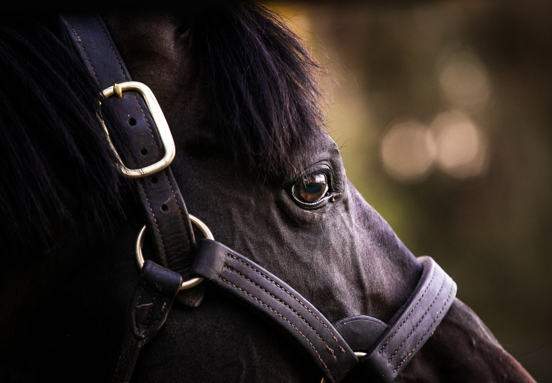 Adelaide Head Shot