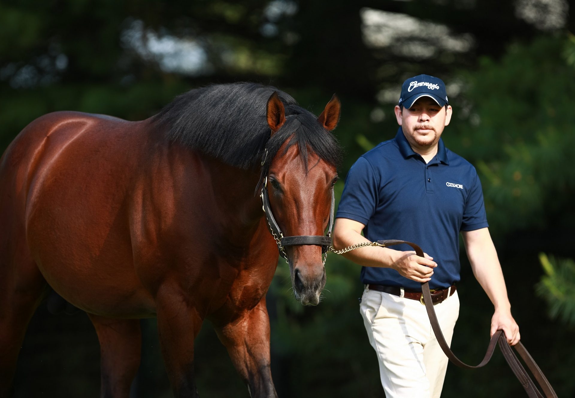 Air Force Blue At Paddocks