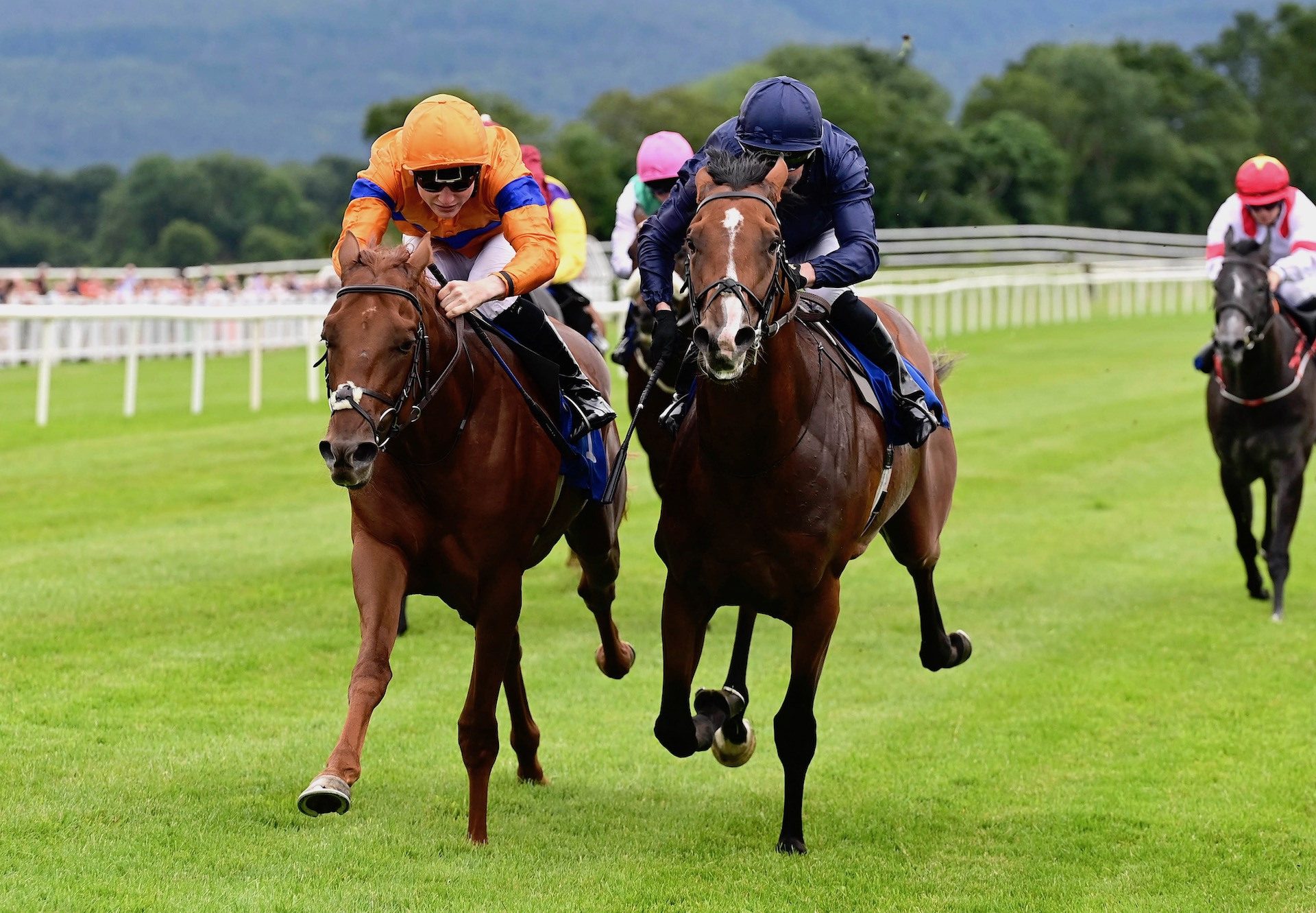 Alder (Australia) Wins His Maiden At Killarney