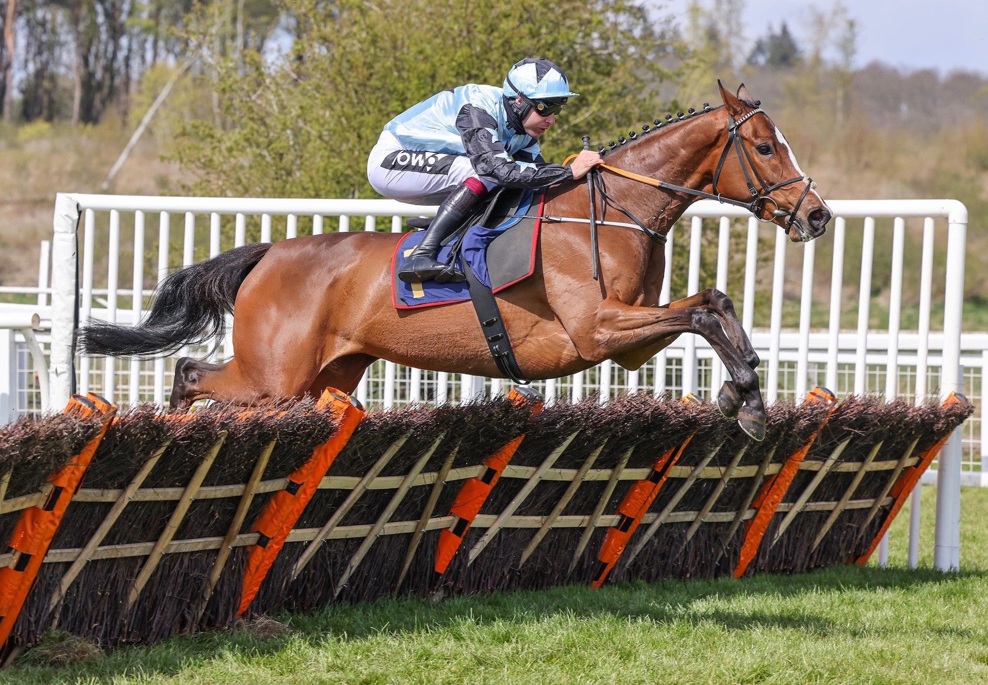 Allavina (Getaway) Wins The Mares Novices Hurdle At Perth