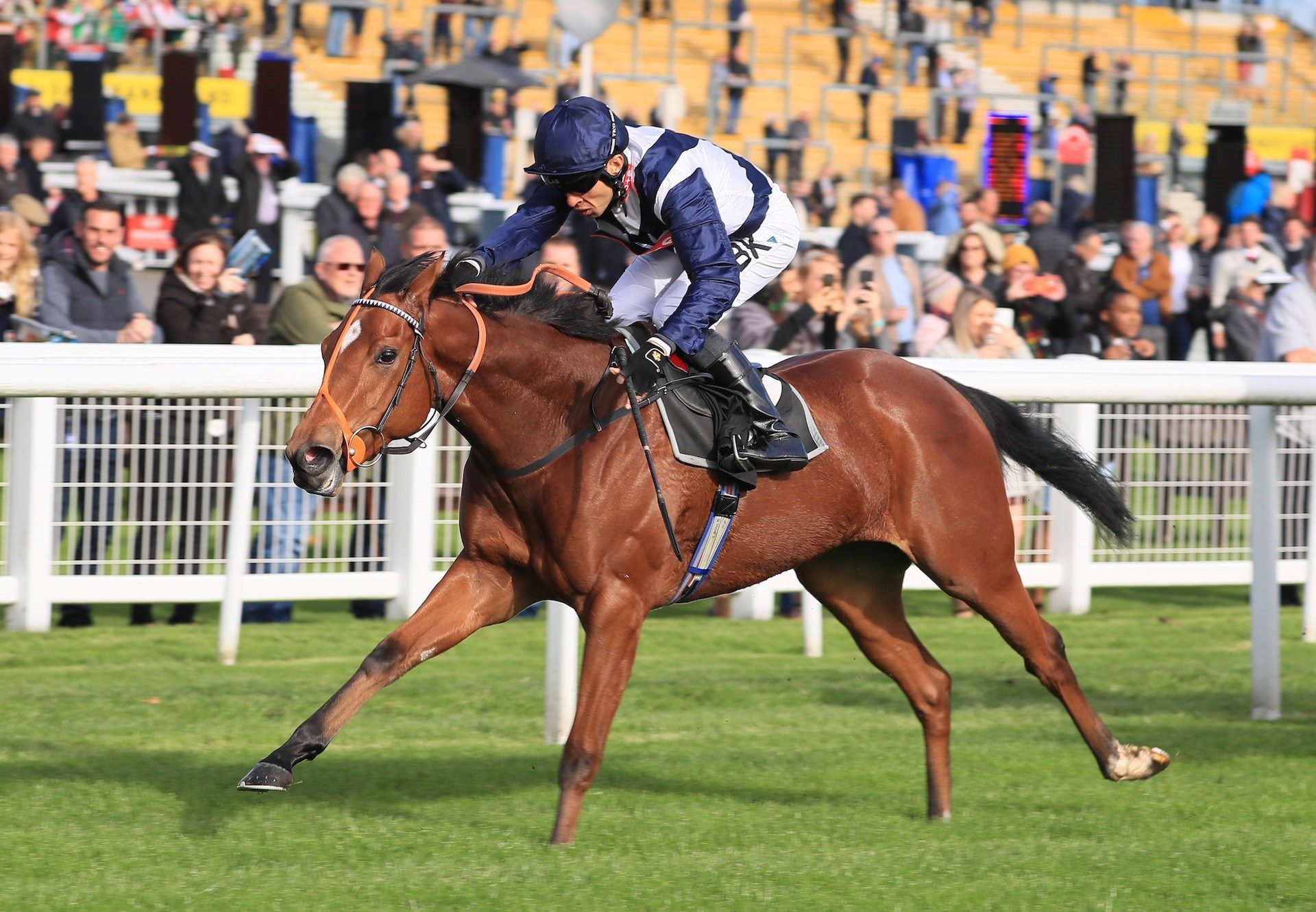 American Kestrel (Starspangledbanner) Wins Her Maiden At Newbury