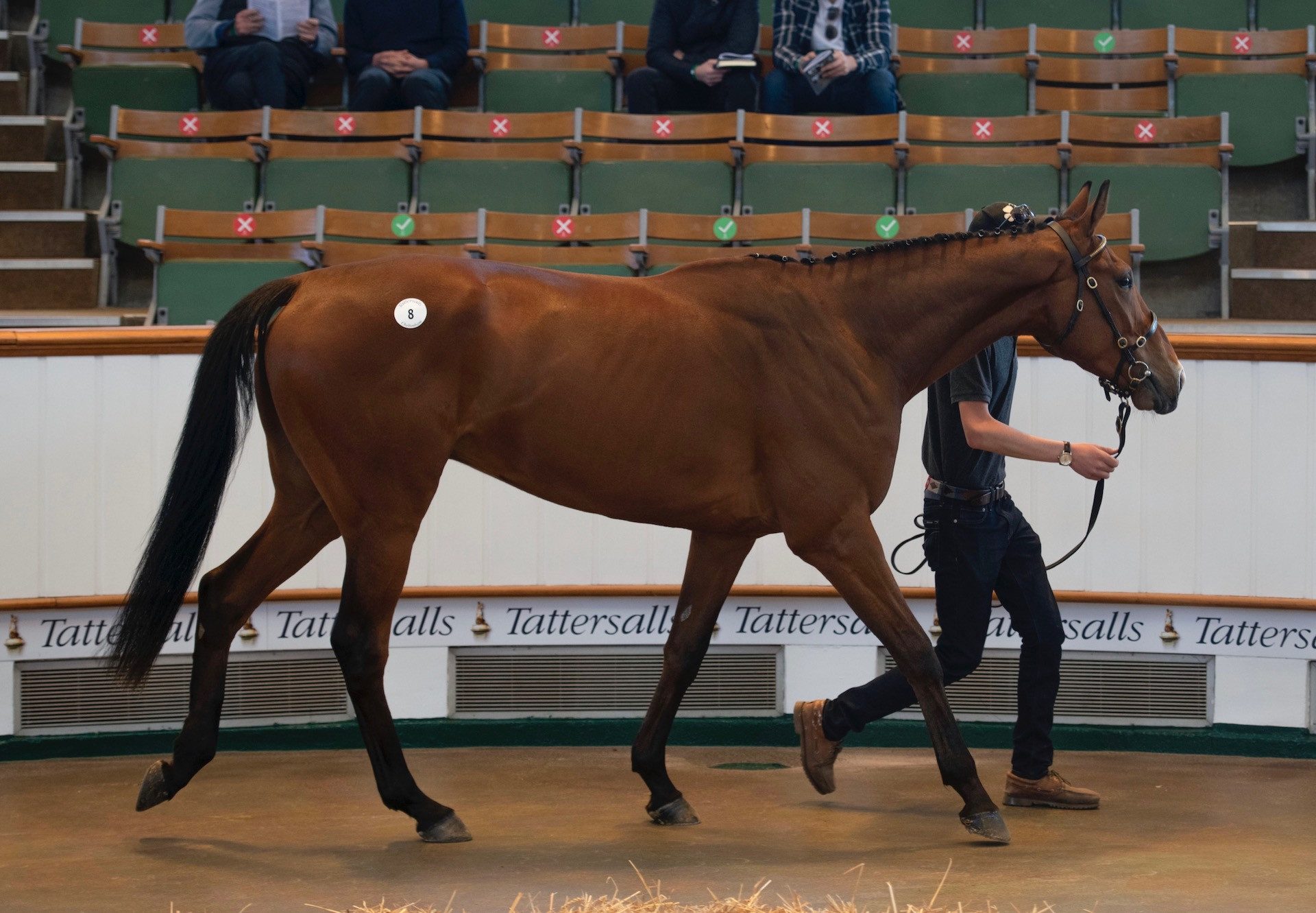 American Mike (Mahler) Tops The Tattersalls Cheltenham April Sale