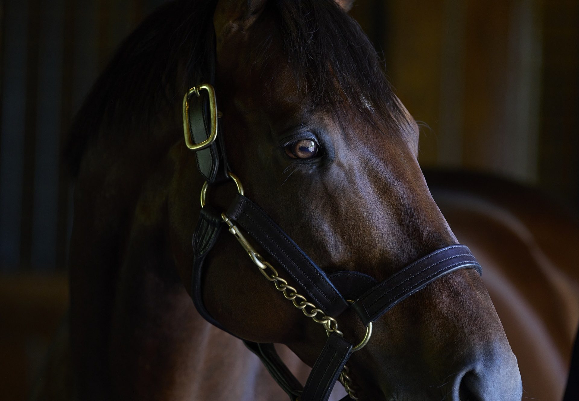 American Pharoah head shot