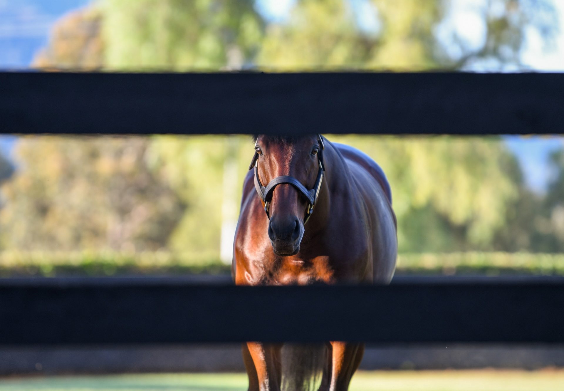 American Pharoah paddock