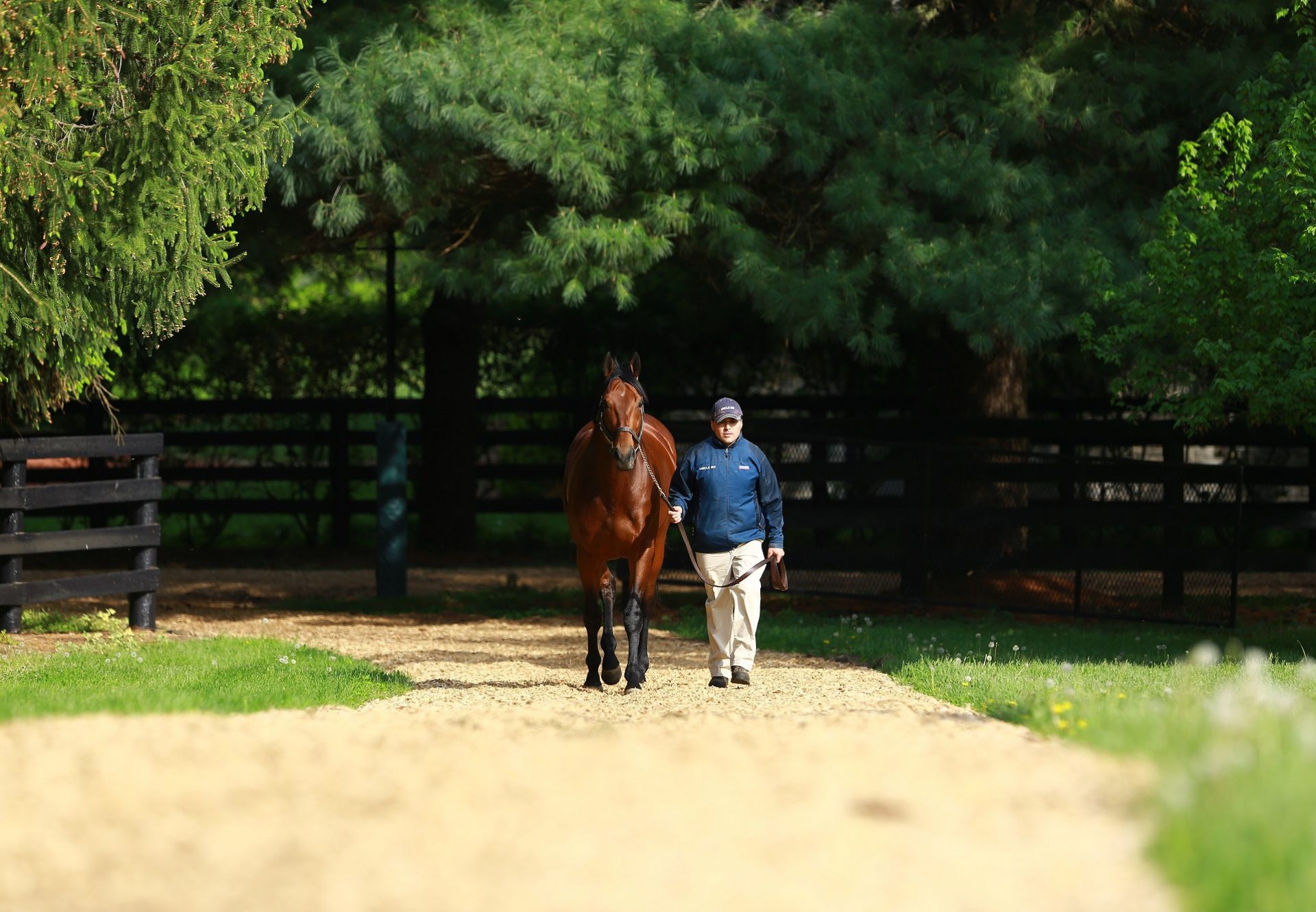 American Pharoah walking shot