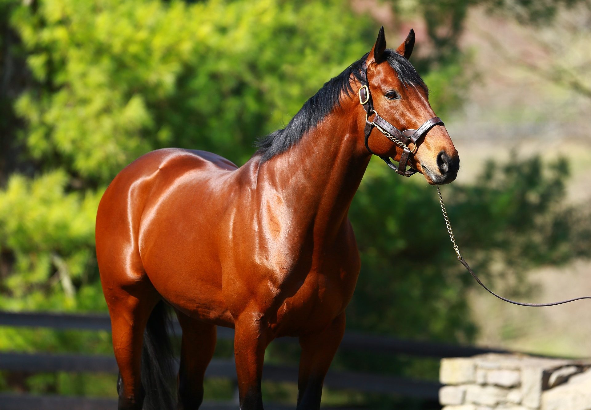 American Pharoah Net Worth: A Comprehensive Look At The Champion ...