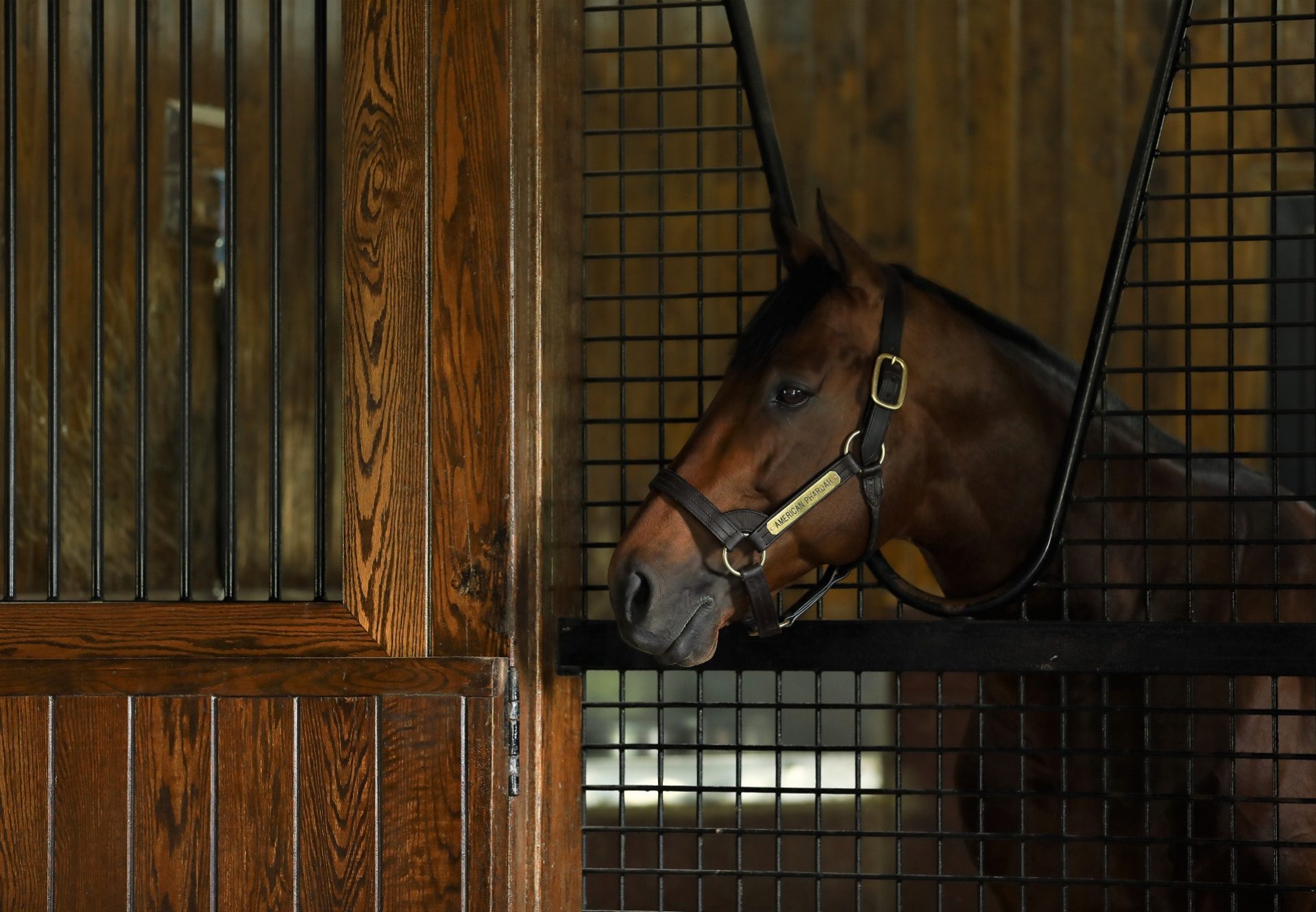 American Pharoah Website