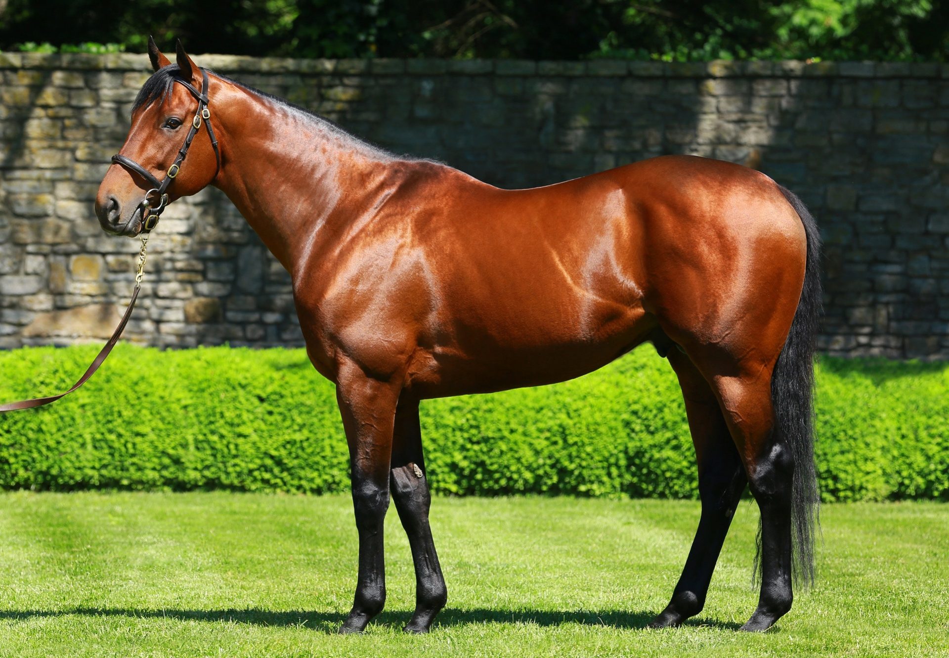 Champion Racehorse Now a Champion Sire