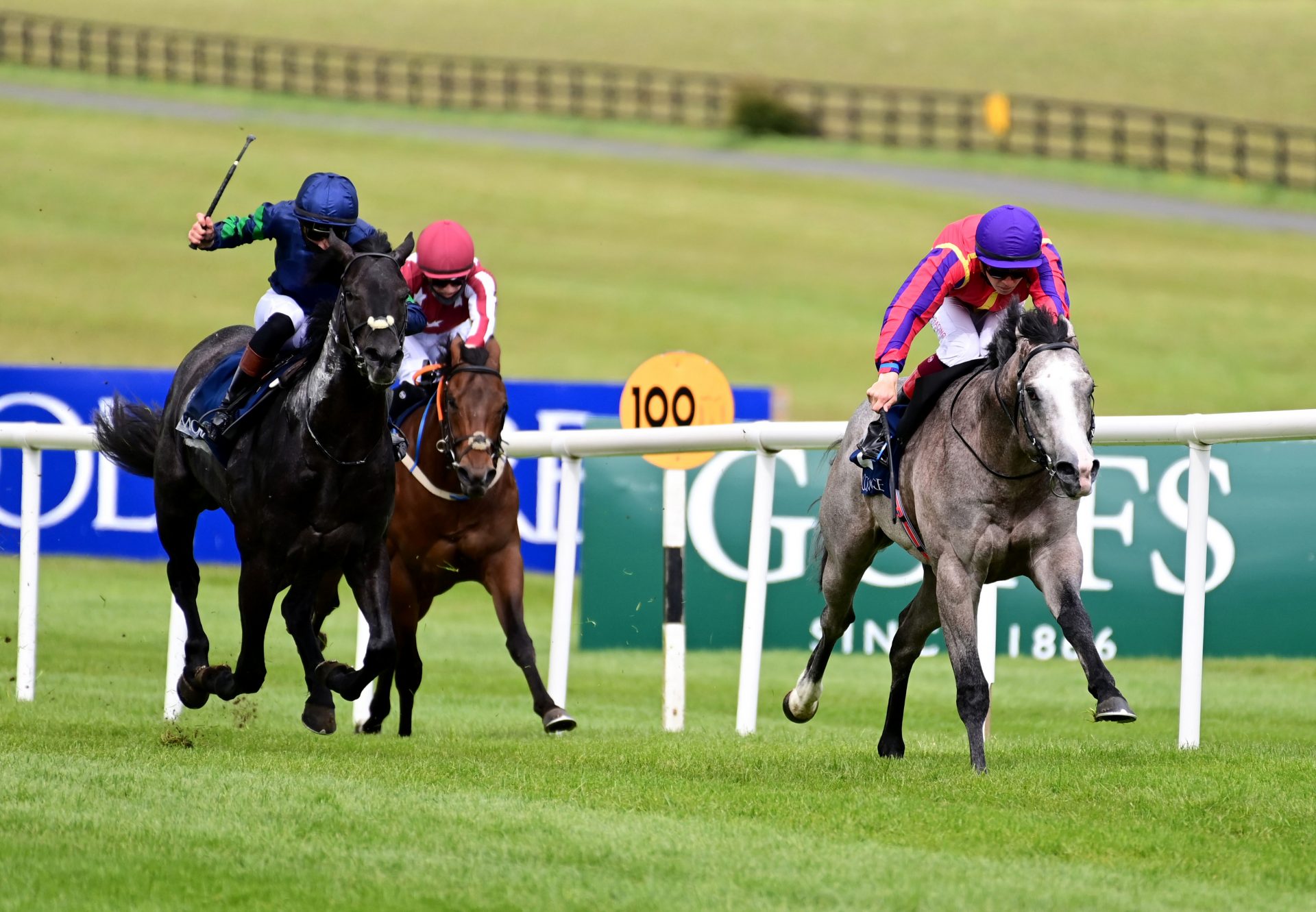 Andreas Vesalius (Caravaggio) Wins At Naas