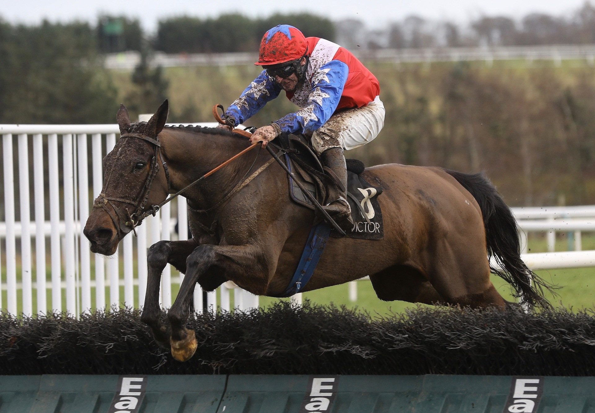 Angels Dawn (Yeats) Wins The Maiden Hurdle At Limerick