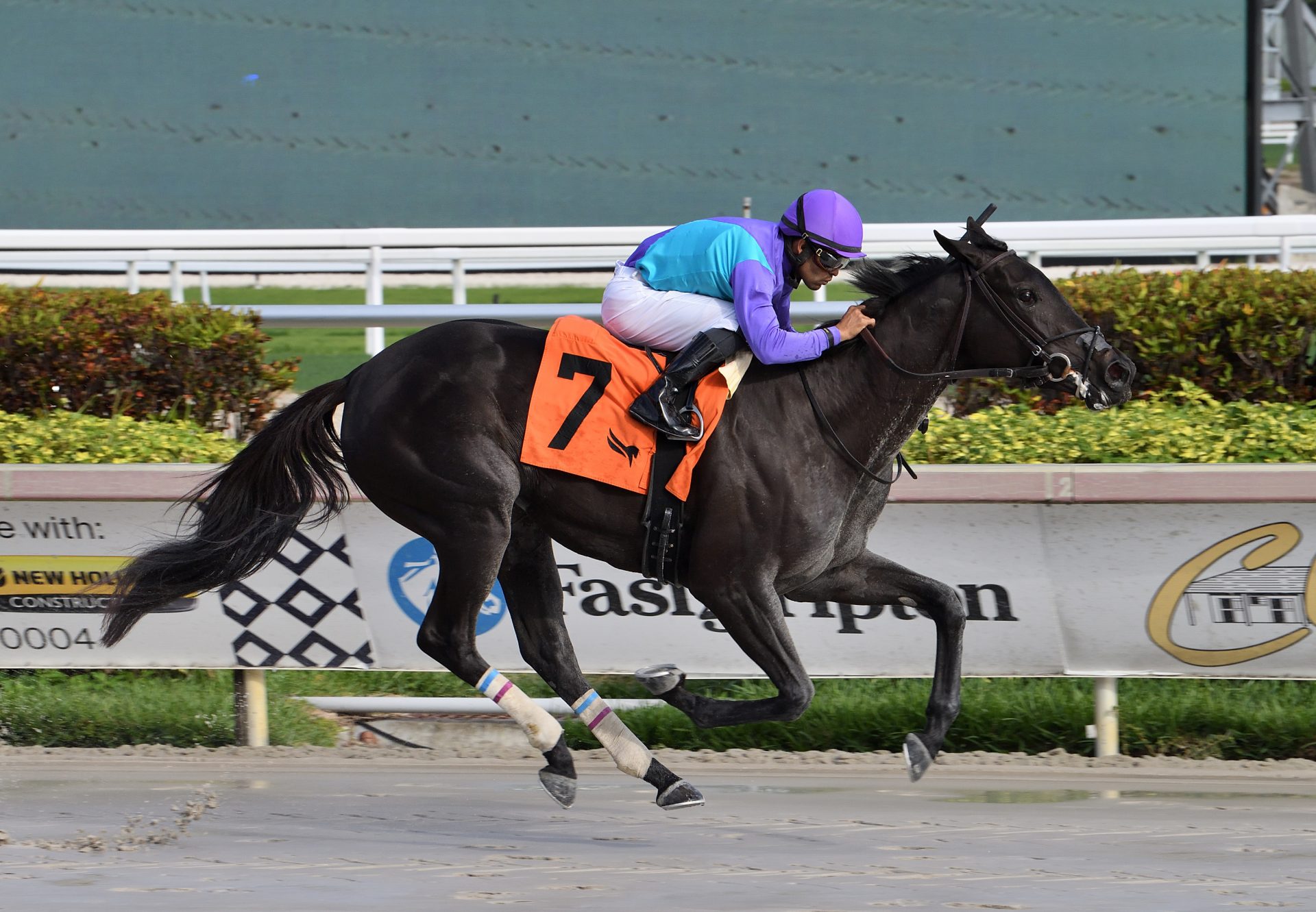 Apropos (Mendelssohn) Wins Gulfstream MSW