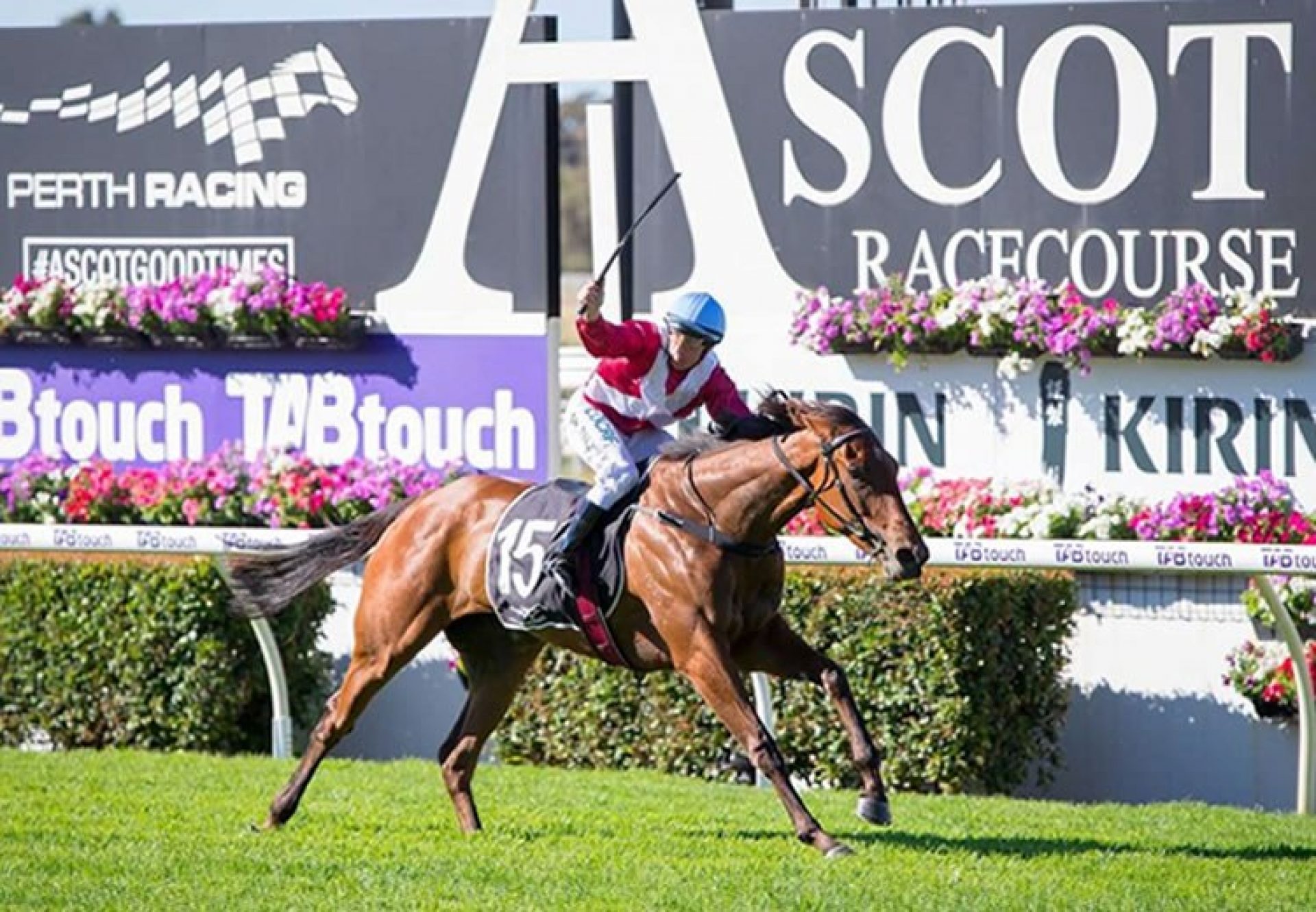 Arcadia Queen (Pierro) winning the G2 WATC West Australian Guineas at Ascot