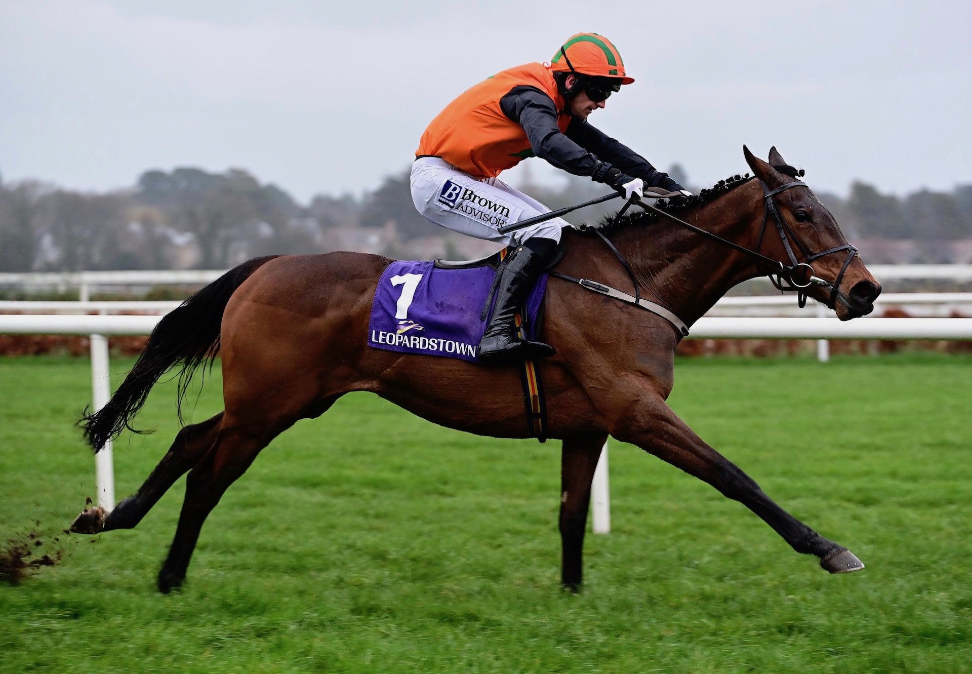 Arctic Fly (Walk In The Park) Wins On Debut At Leopardstown