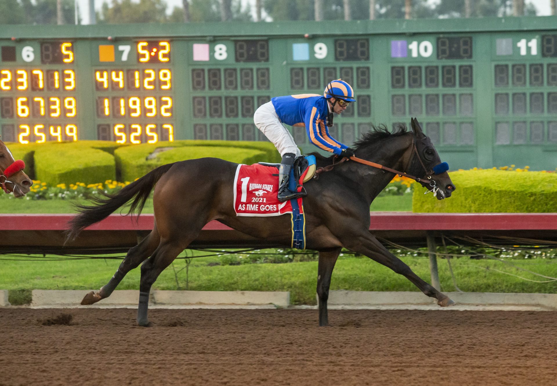 As Time Goes By (American Pharoah) winning the G3 Bayakoa Stakes at Los Alamitos