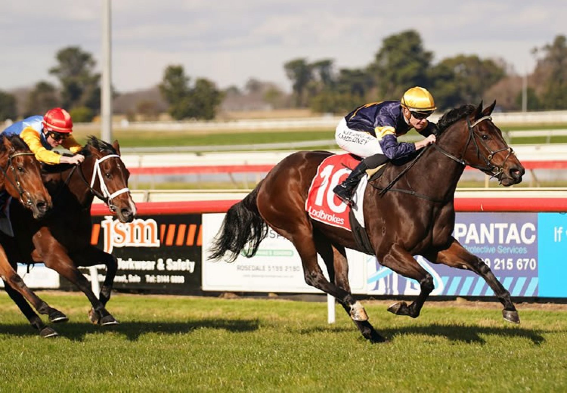 Asteroidea (American Pharoah) winning at Sale