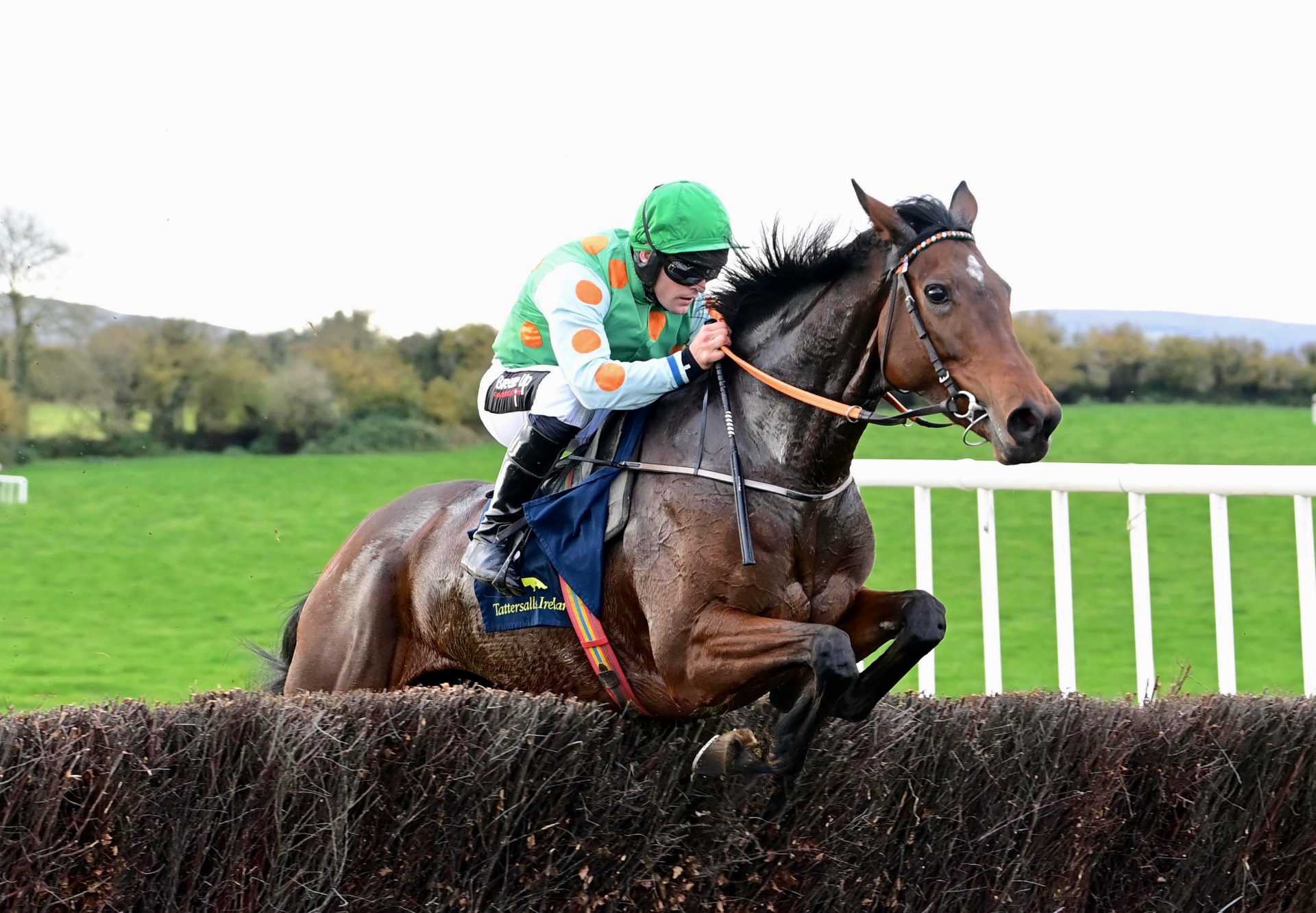 Aubis Walk Wins The 5 Yo Mares Maiden At Quakerstown 1