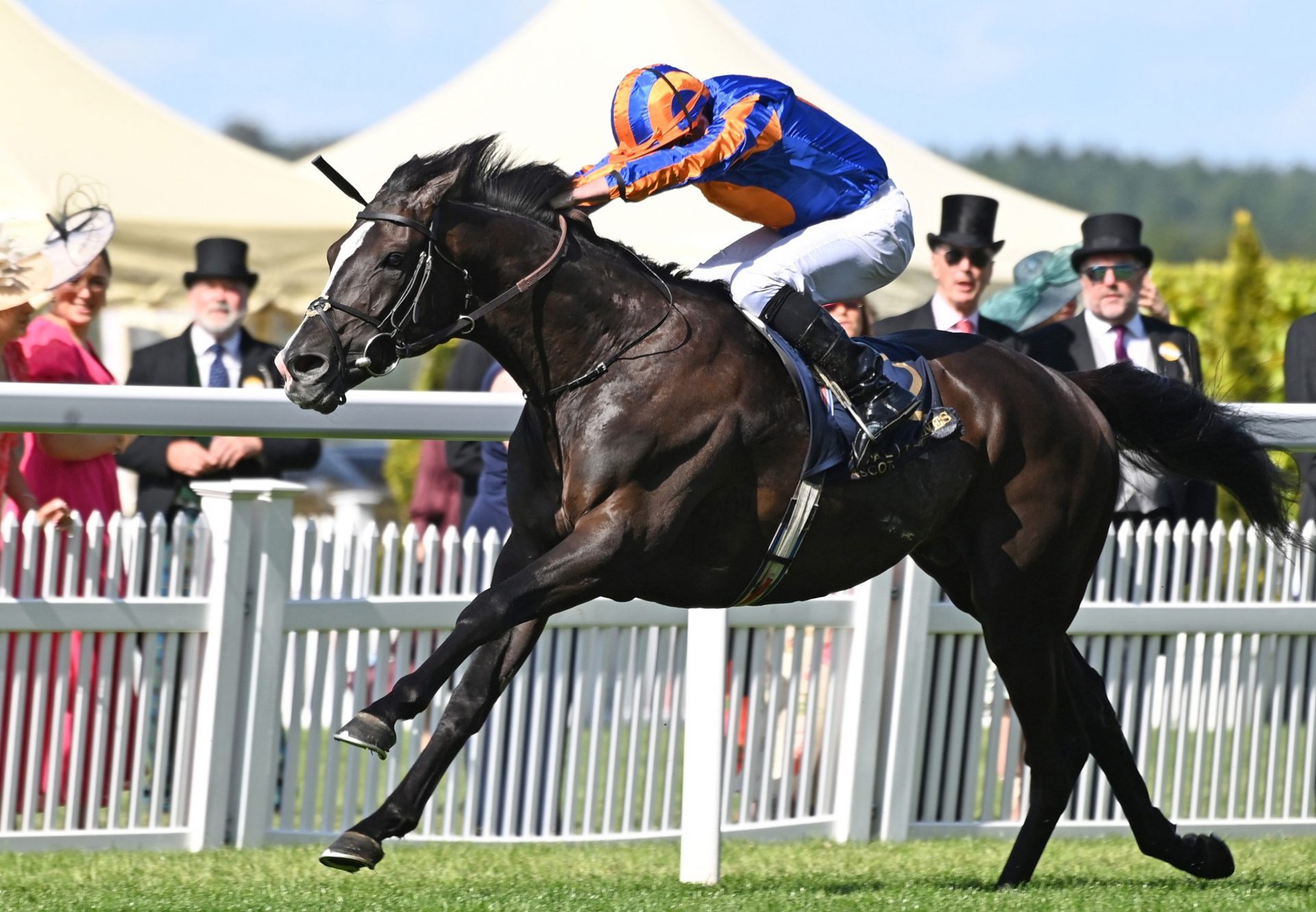 Auguste Rodin Royal Ascot