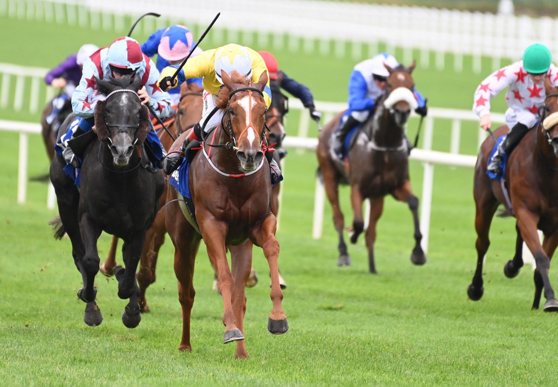 Aussie Girl (Starspangledbanner) wins the Listed Testimonial Stakes at the Curragh