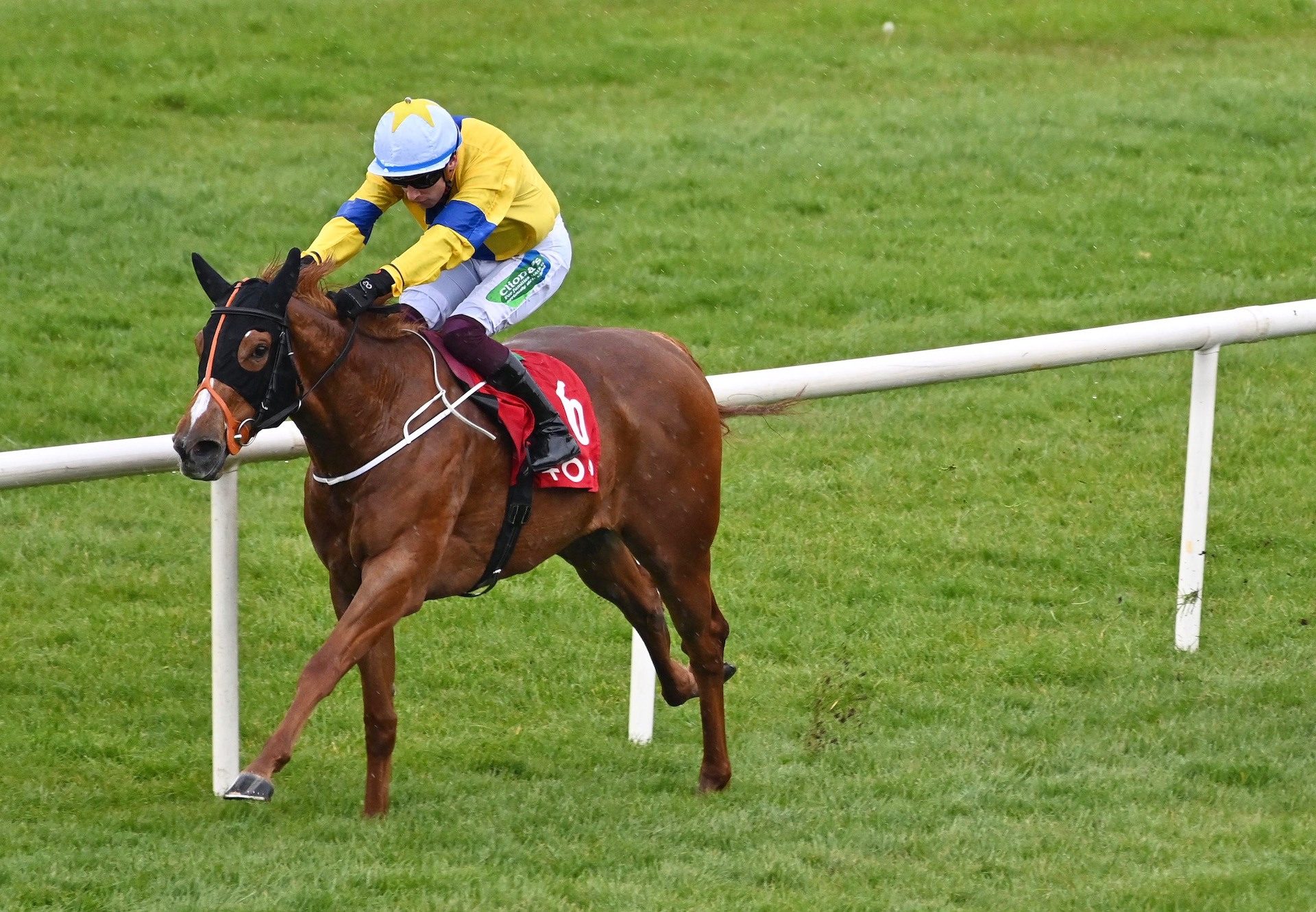 Aussie Girl (Starspangledbanner) Wins At Sligo